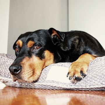 dog lying on dog bed
