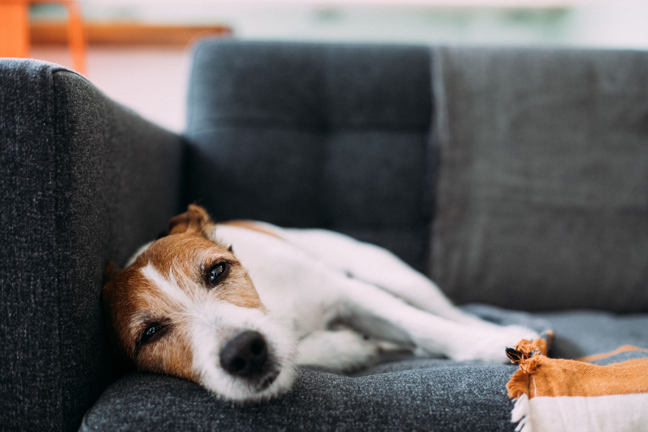 Modern hotsell dog couch