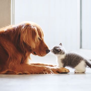 dog laying in front of a kitten