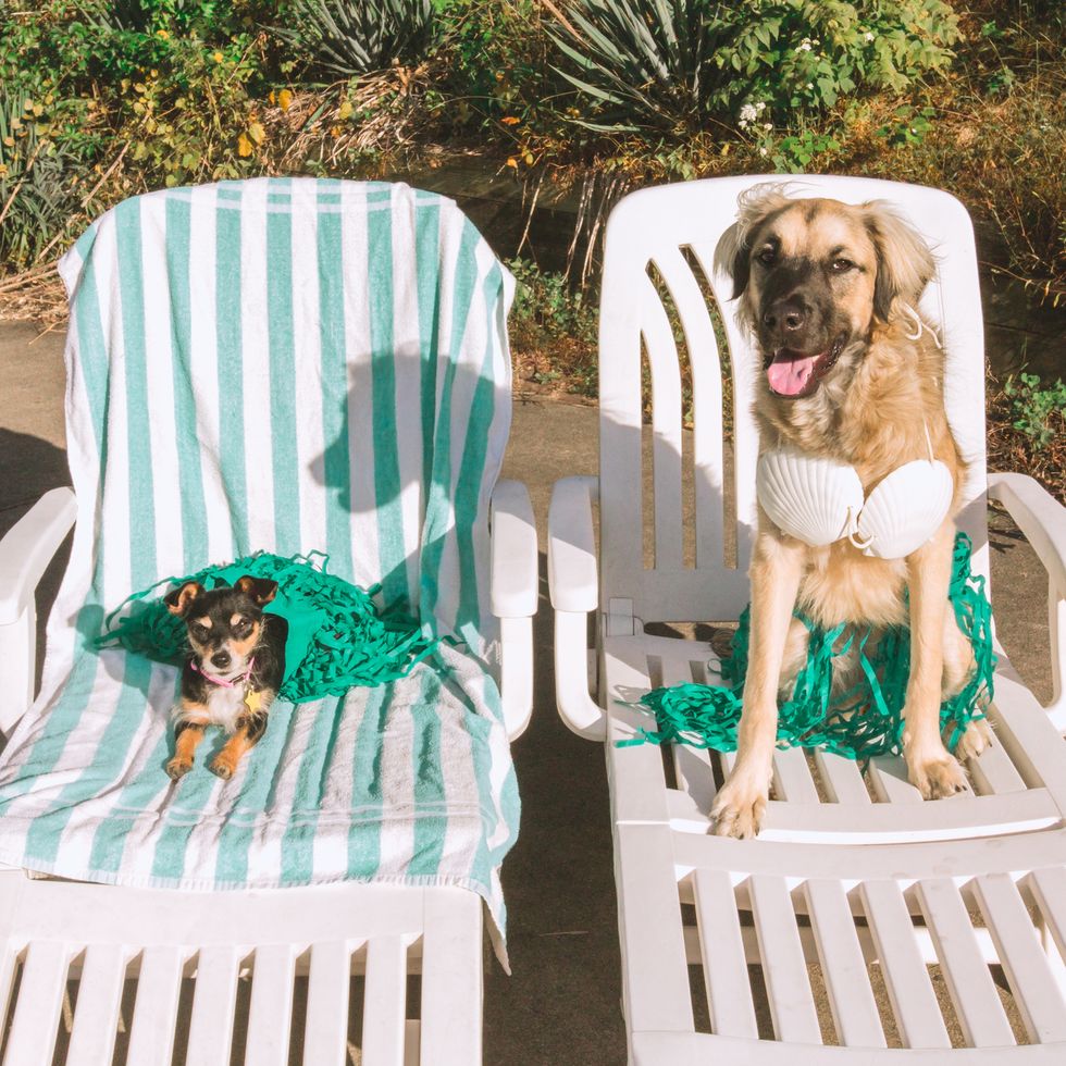 happy dogs on vacation, funny dogs summer, funny dog portrait small dog and large dog sunbathing on lounge chairs outside during summer vacation conceptual pet portrait for relaxation, traveling with pets, pampered pets, or lounging poolside dogs are wearing grass skirts, hula skirts, as dog costumes part of a series