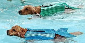 Canidae, Dog, Swimming pool, Fun, Carnivore, Recreation, Leisure, Dog breed, Sporting Group, Swimming, 