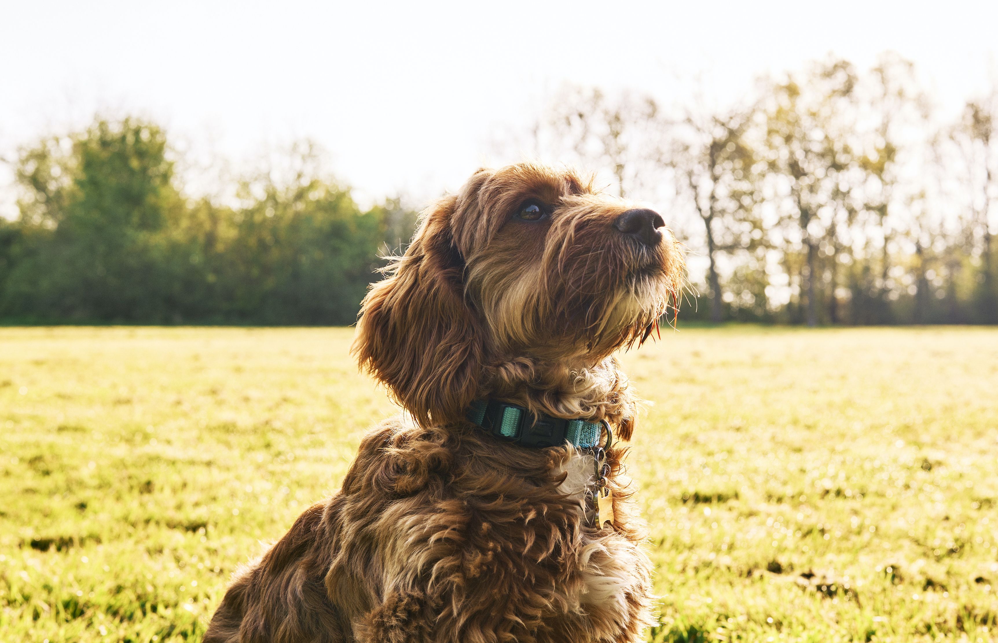 Electrical names for clearance dogs