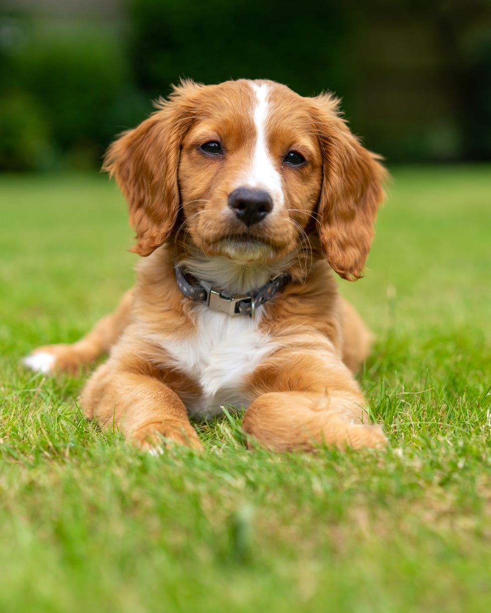 101 Dog Names Girl Dog Names Boy Dog Names Unique Dog Names 101-dog-names-girl-dog-names-boy-dog-names-unique-dog-names