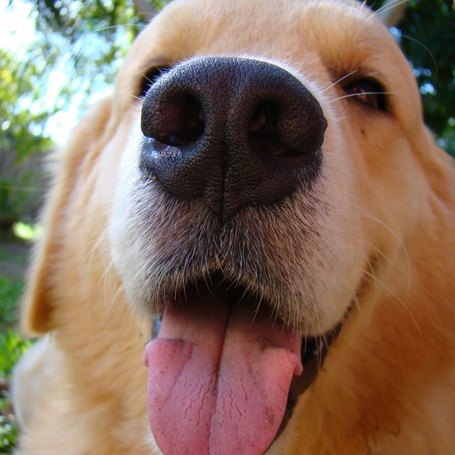 Can Dogs Actually ‘See’ With Their Noses?