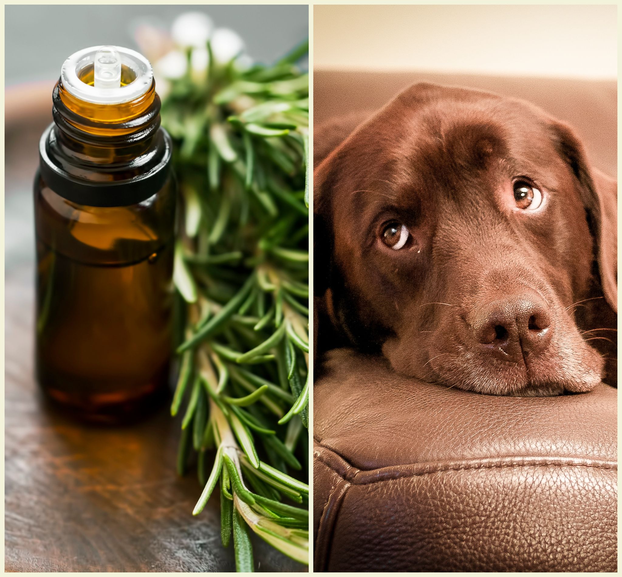 Essential Oils Toxic to Dogs in Diffuser: What You Need to Know