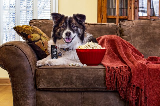 dog on a couch with the tv remote, popcorn and a blanket