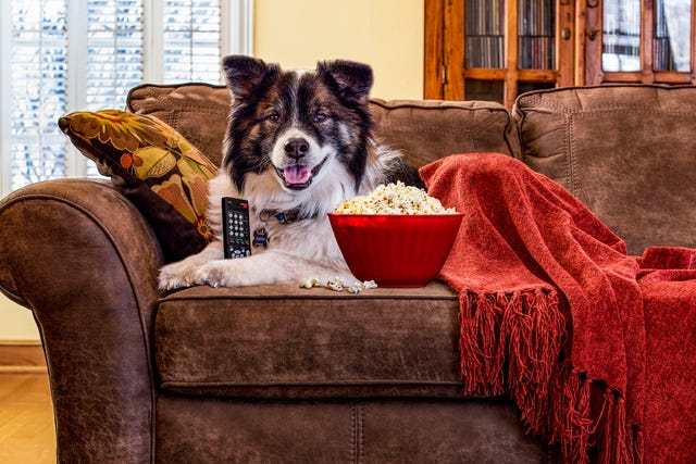 dog on a couch with the tv remote, popcorn and a blanket