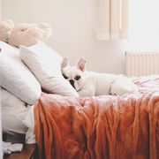 cute frenchie lying on bed in a bed room