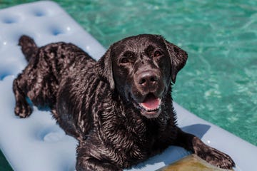 perro encima de colchoneta dentro de una piscina