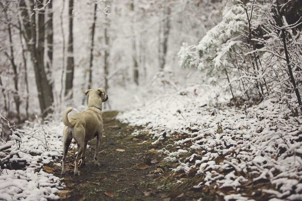Dog on snowy trail