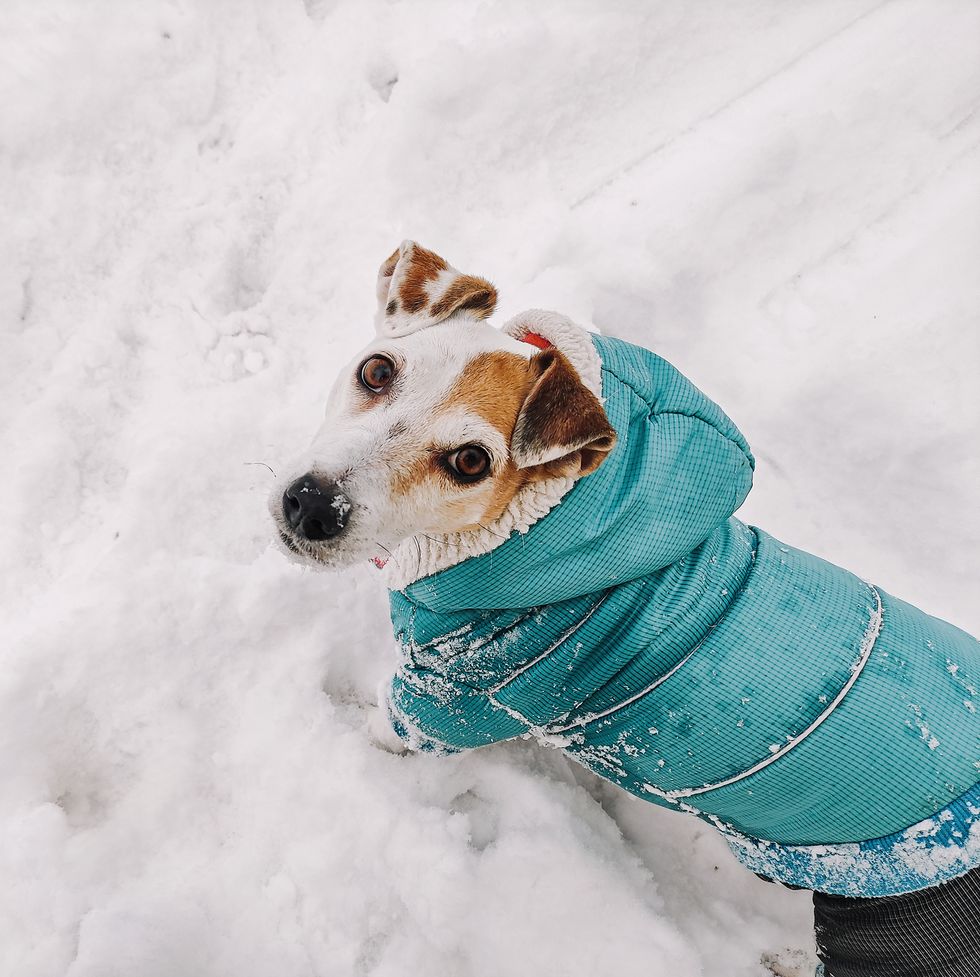 dog jack russell in winter clothes on a walk in the snowdrifts in winter lifestyle, copy space