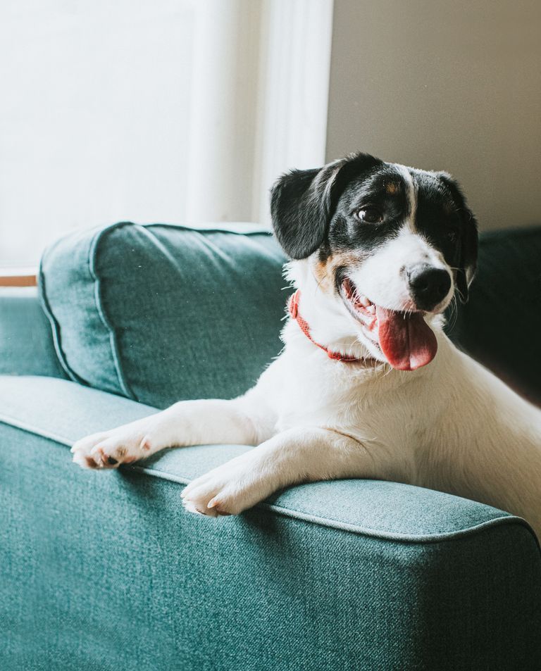 cute young black and white dog sits on a comfortable blue sofa in front of a window he hangs his paws over the arm of the chair and looks away from the camera his tongue is hanging out and he looks happy and content