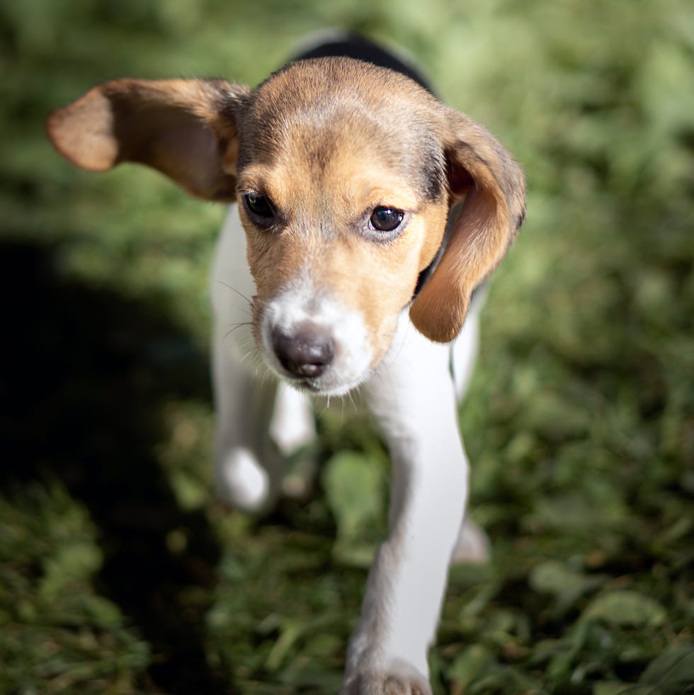 how to stop a dog barking