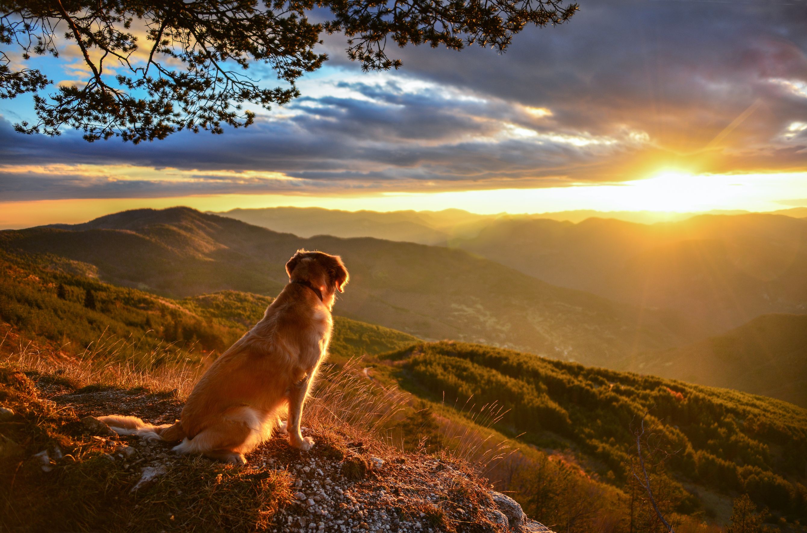 Revealed! Top 30 Bucket List Adventures For Dogs & Owners