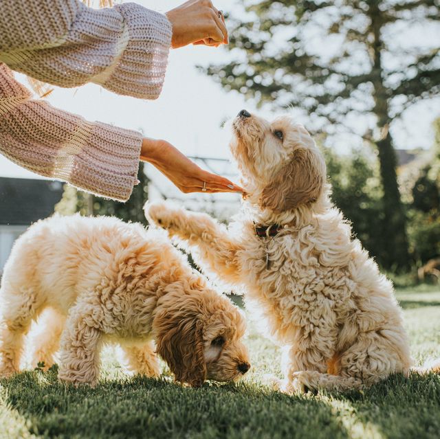 these 7 everyday habits will make you a better dog owner