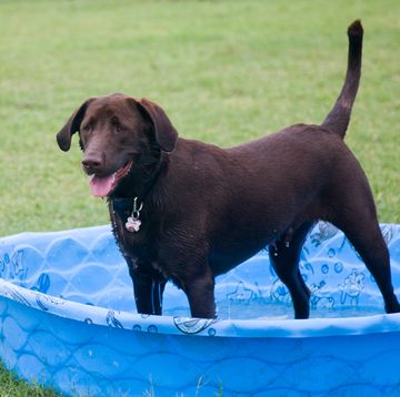 7 best dog paddling pools for summer 2022