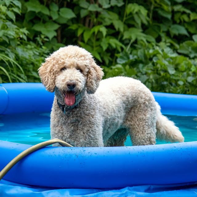 dog paddling pools