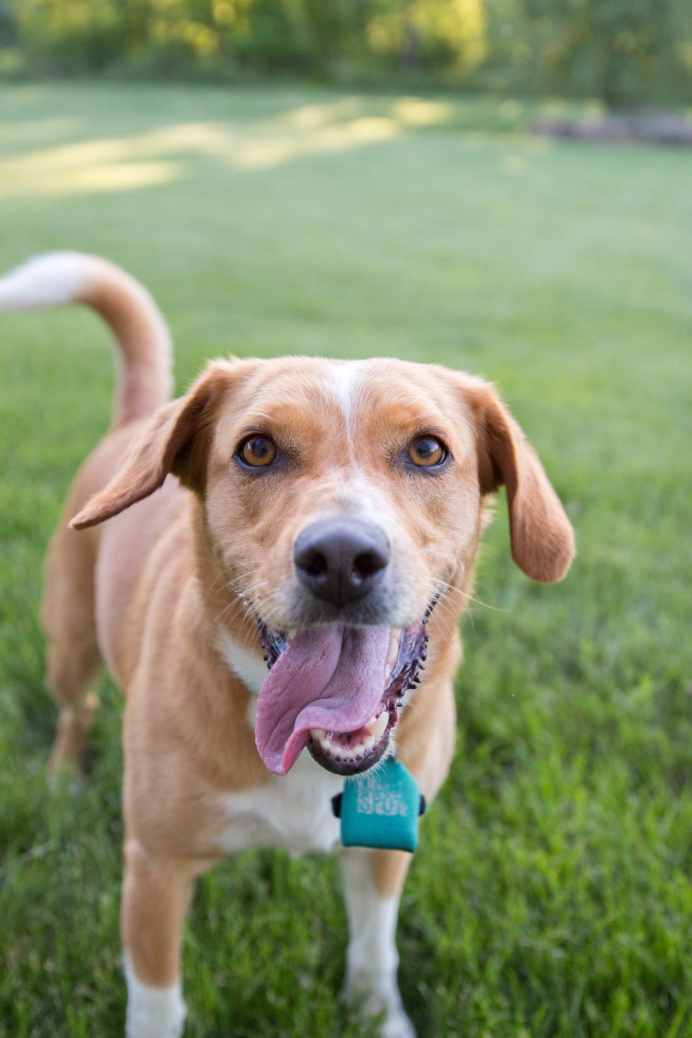 dog panting