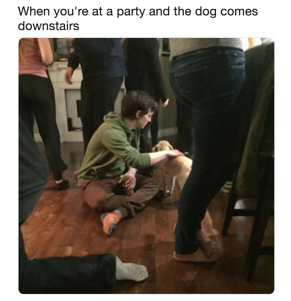 party dog meme
