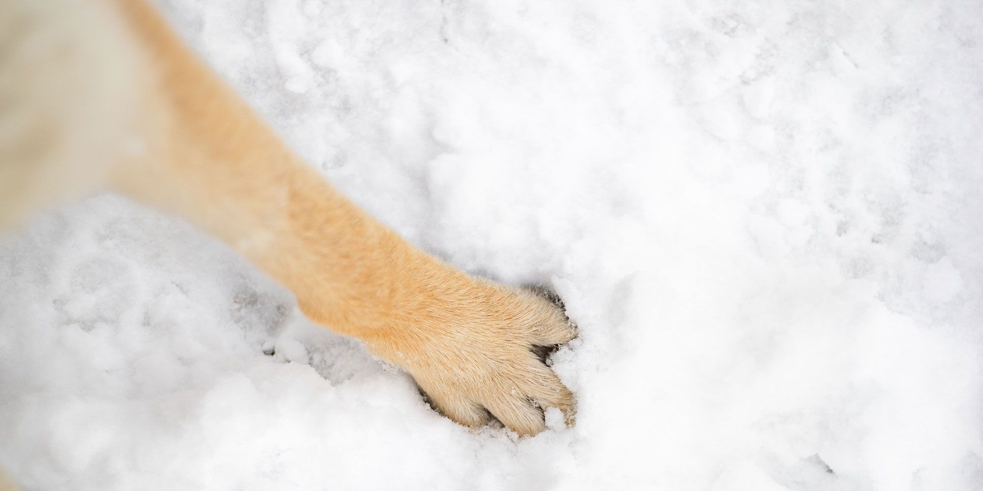 Do dogs feet get cold sales in snow