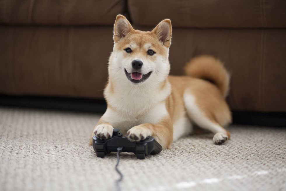 dog playing games