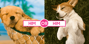Dog, Vertebrate, Dog breed, Canidae, Mammal, Golden retriever, Companion dog, Carnivore, Puppy, Snout, 