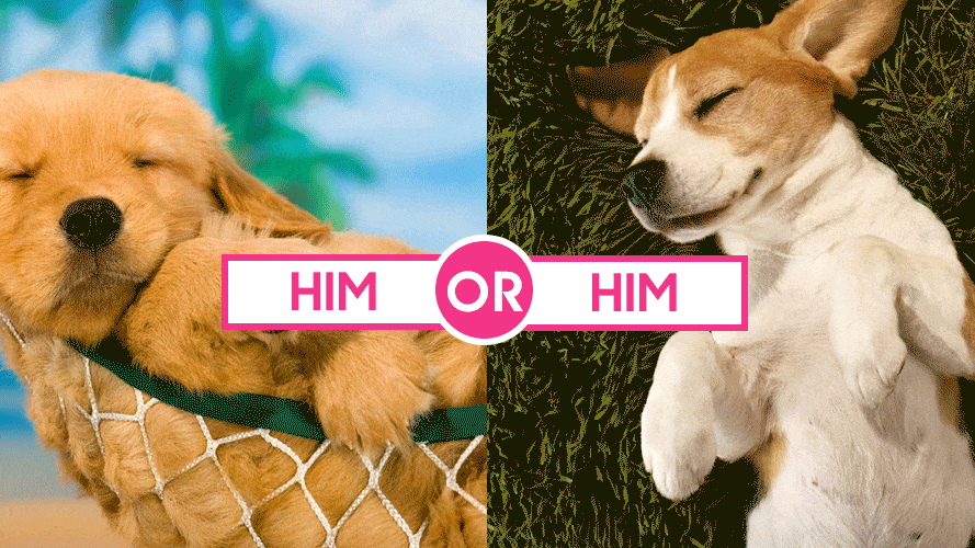The Hardest Quiz Ever: Which Dog Is Cuter?