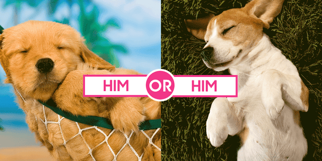 The Hardest Quiz Ever: Which Dog Is Cuter?