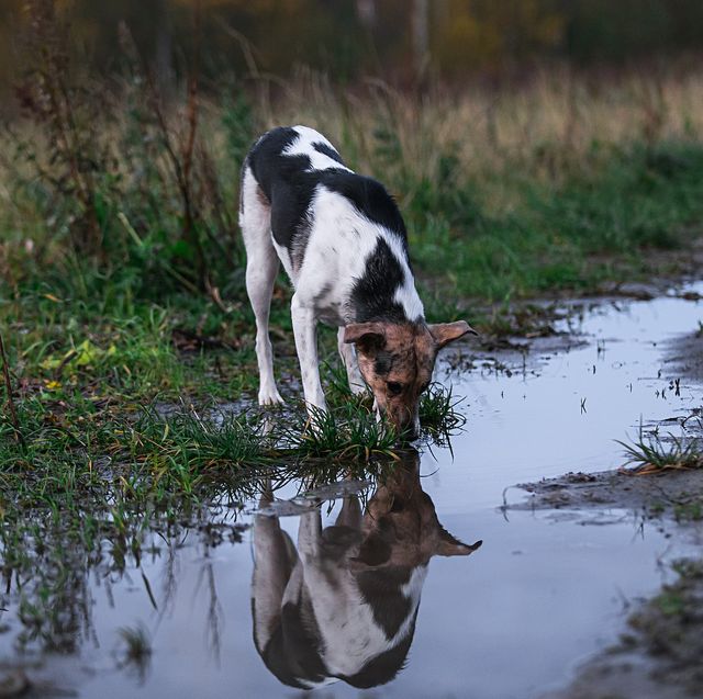 dog drinking from puddle