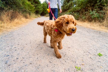 dog on walk in park