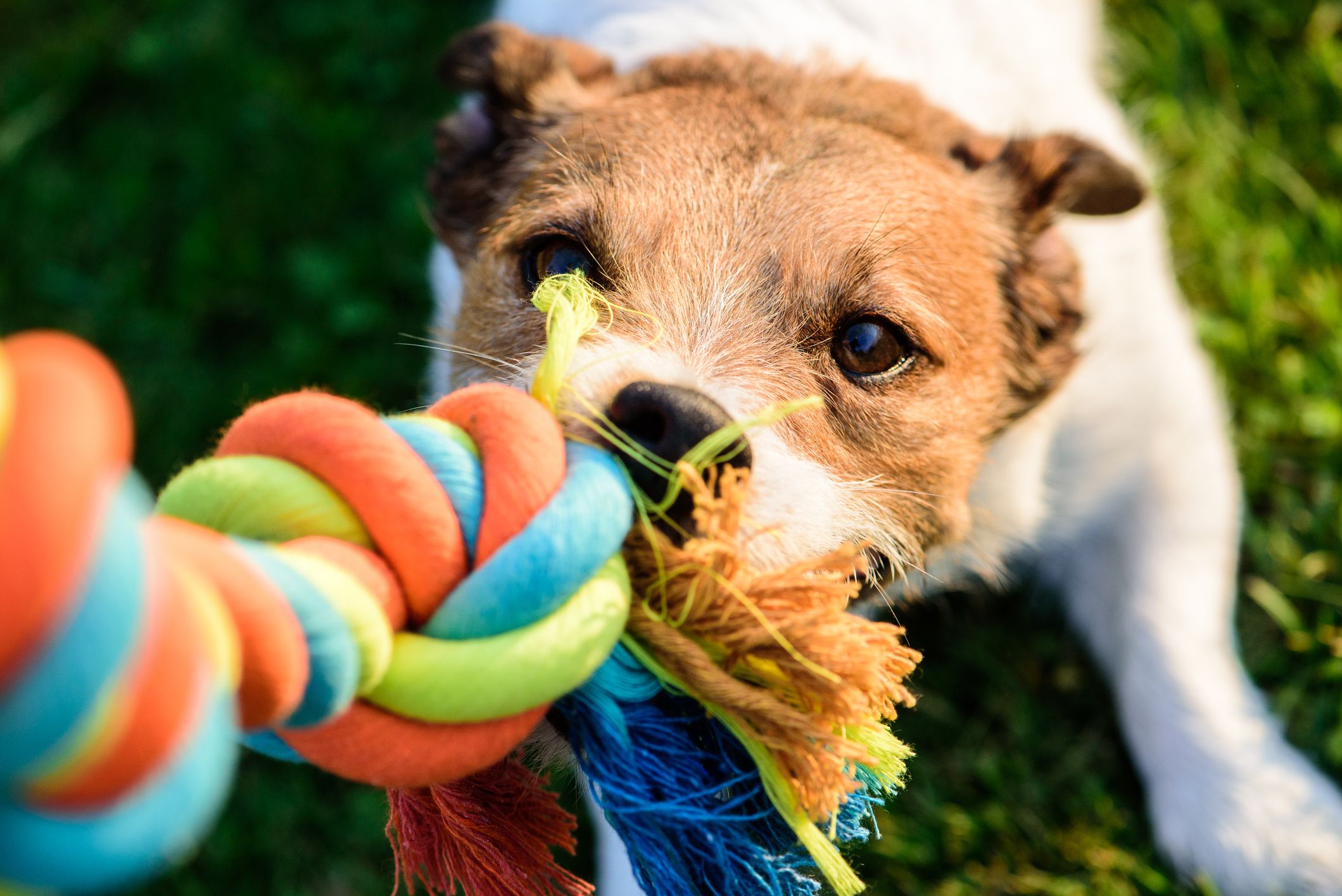 https://hips.hearstapps.com/hmg-prod/images/dog-pulls-chewing-colourful-toy-cotton-rope-royalty-free-image-1583401352.jpg