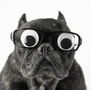dog puns  dog with glasses and bulging eyes