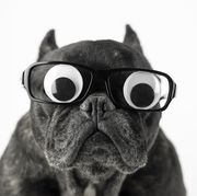 dog puns  dog with glasses and bulging eyes