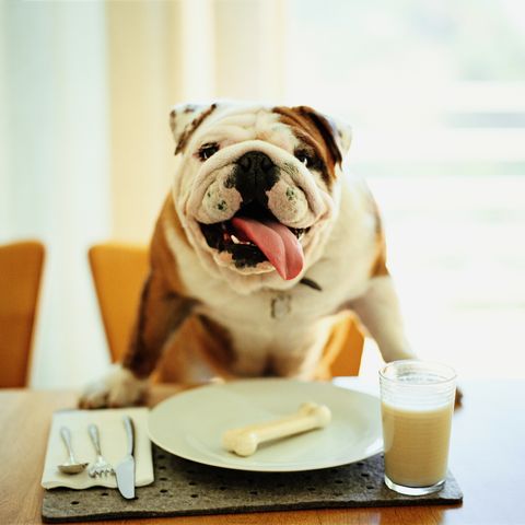 Bulldog sitting at table, bone on plate in front of him