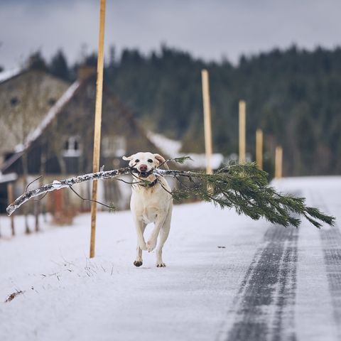 Dog Carrying Branch While Running On Snow Covered Road