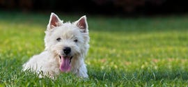 Dog laying in grass