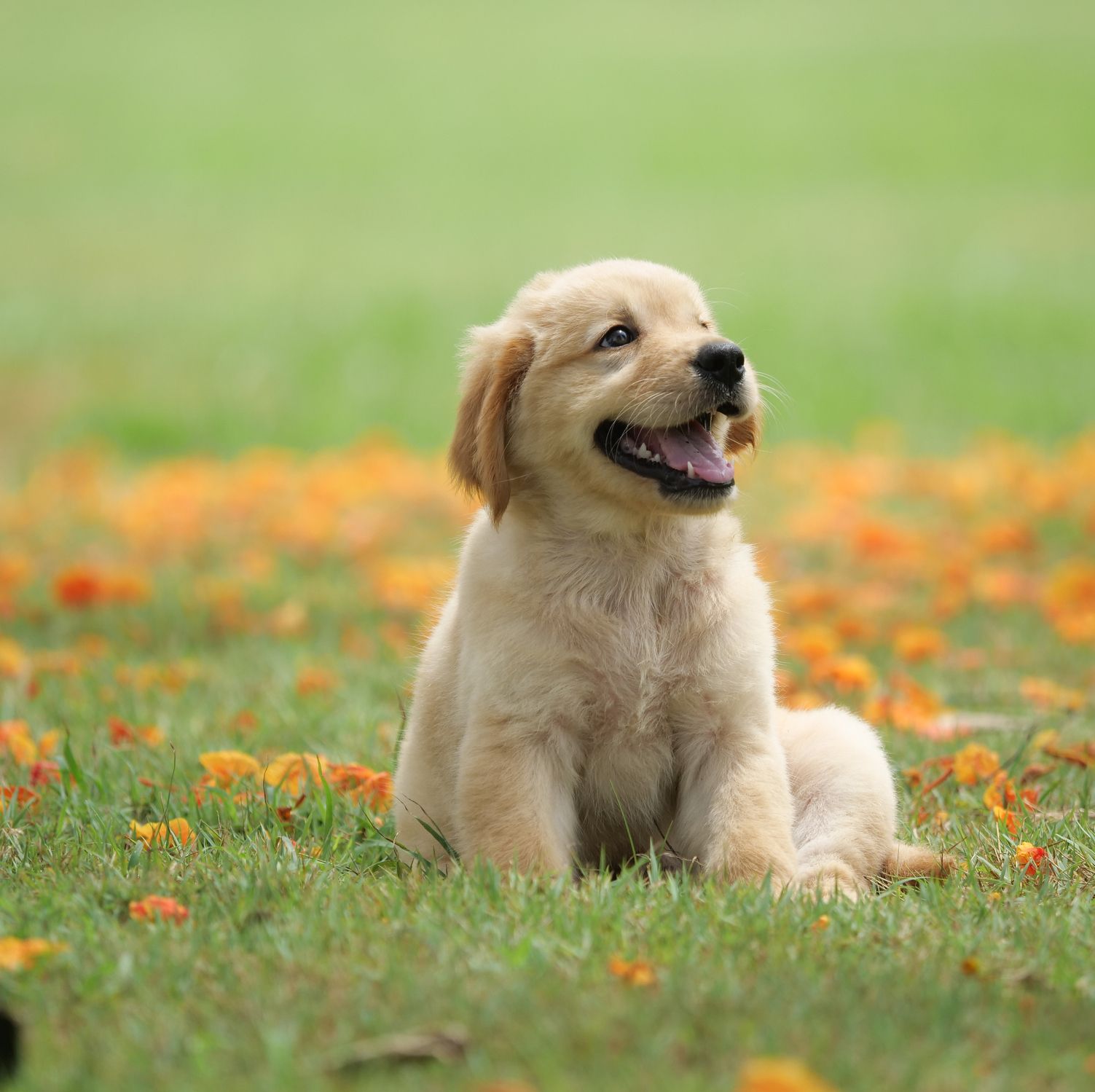 what is the most loving dog breed