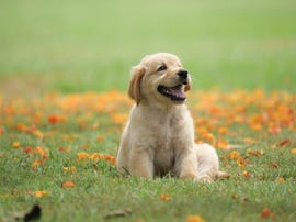 cutest dog breeds - Dog puppy on garden