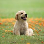 cutest dog breeds - Dog puppy on garden