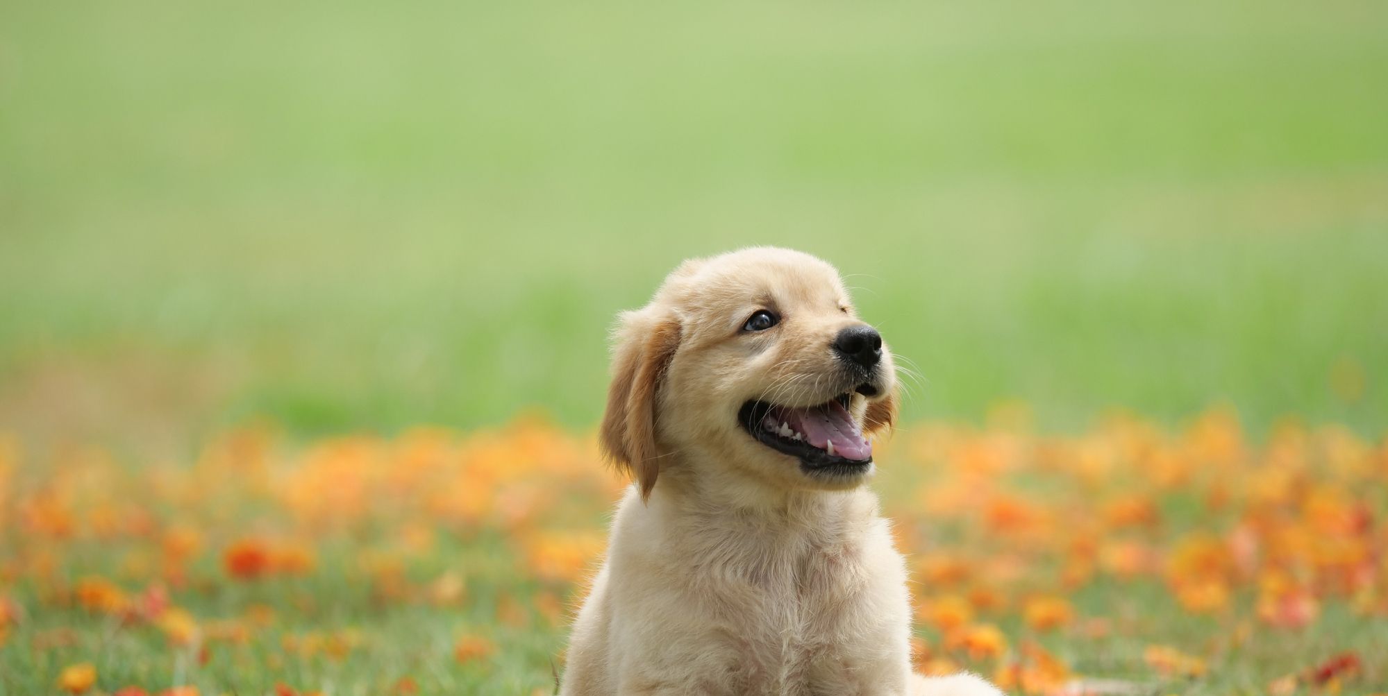 cute puppy dog breeds