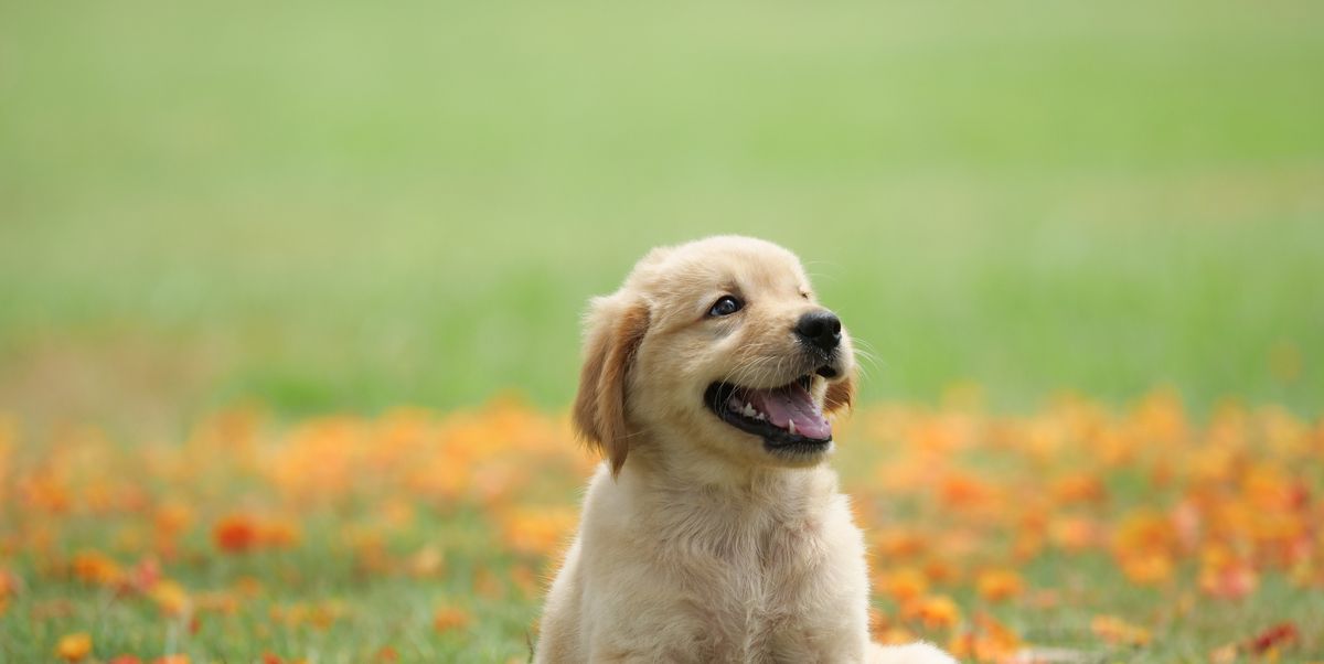 Find Your New Best Friend Most Cutest Dog Breeds In Our Comprehensive Guide