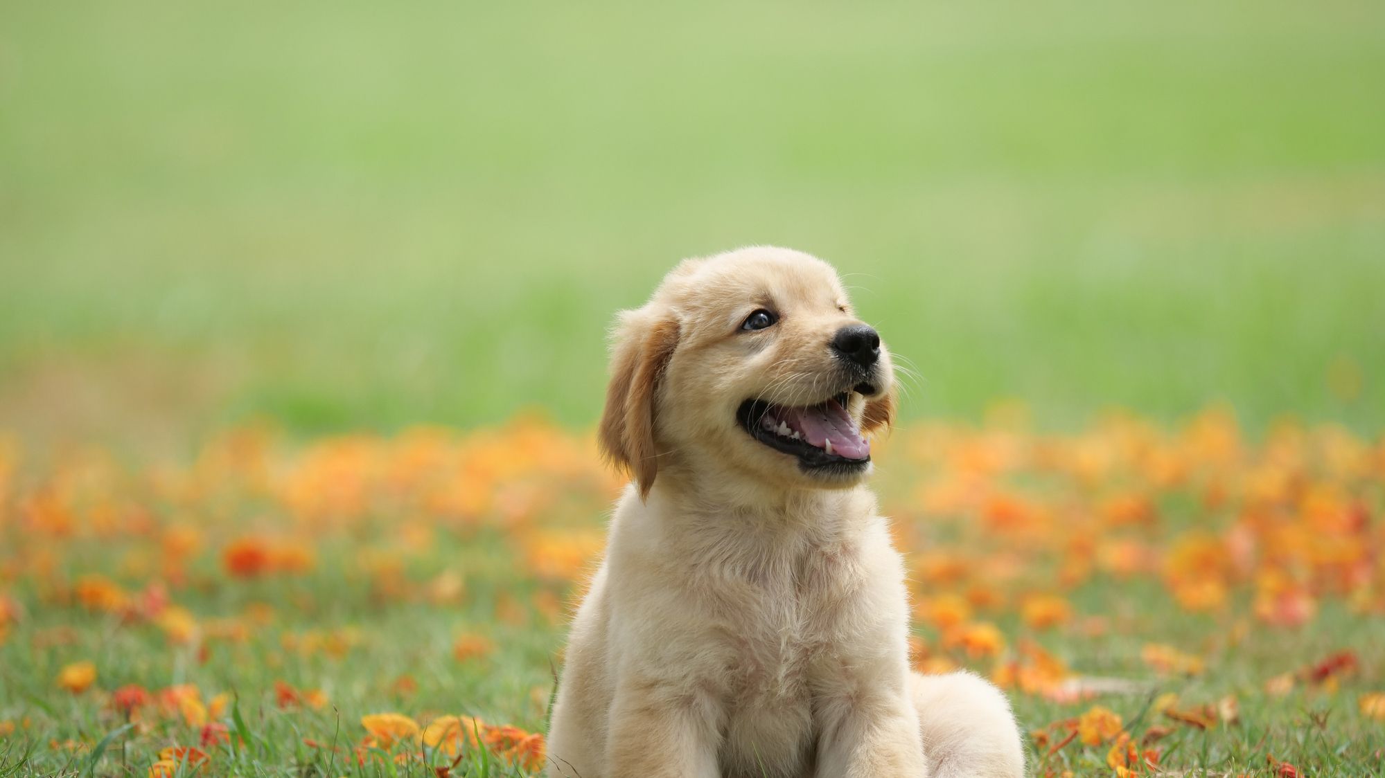 cute dog images for kids