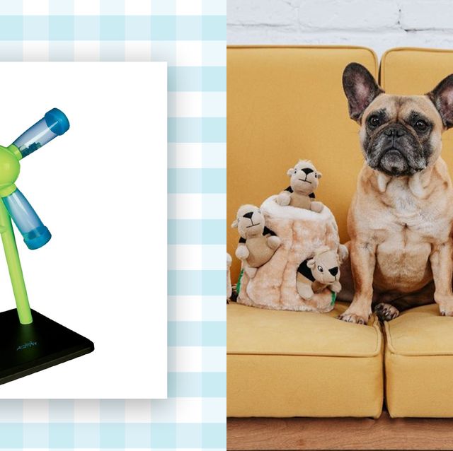 The 9 Best Dog Puzzle Toys of 2023