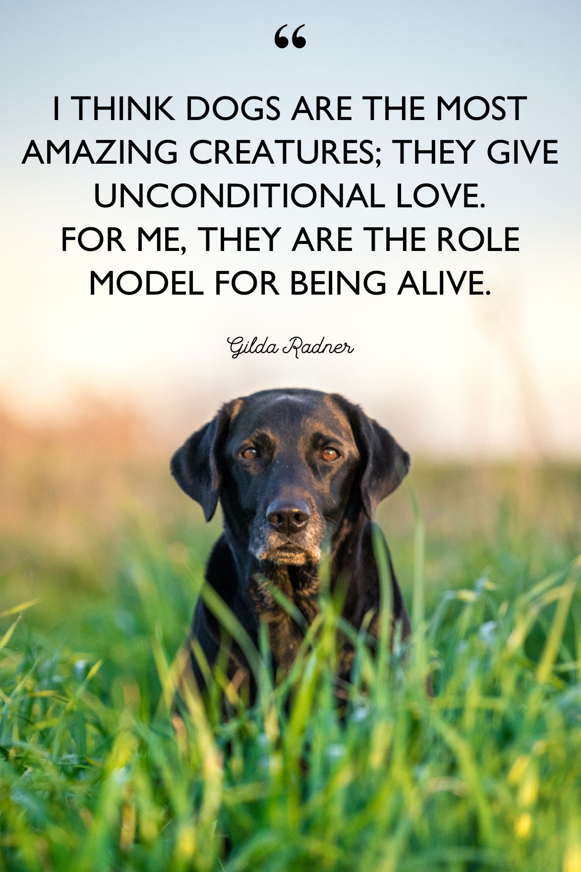 inspirational dog rescue quotes