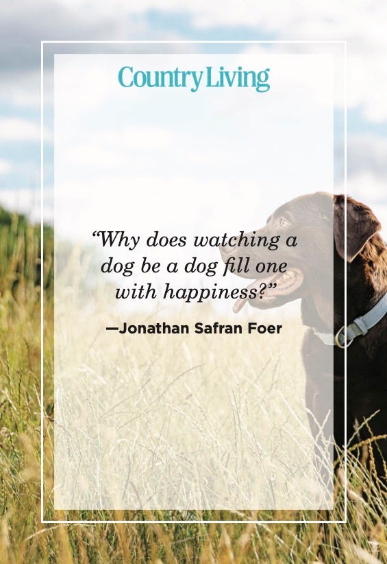 dog quotes jonathan safran foer