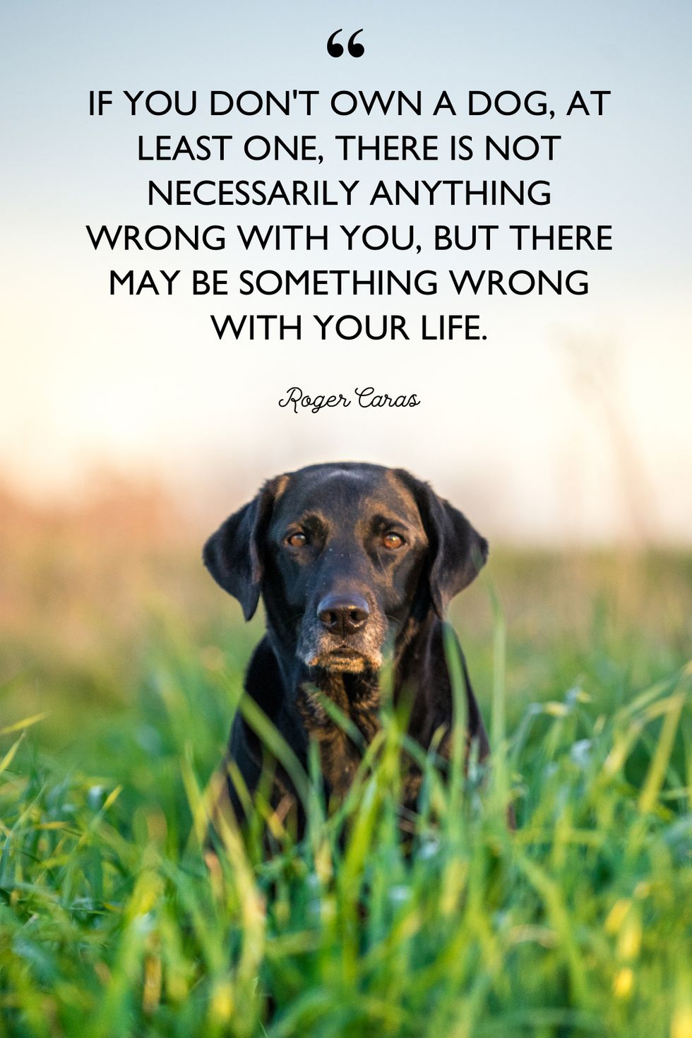 40 Best Dog Quotes Cute, Short Quotes About Dogs