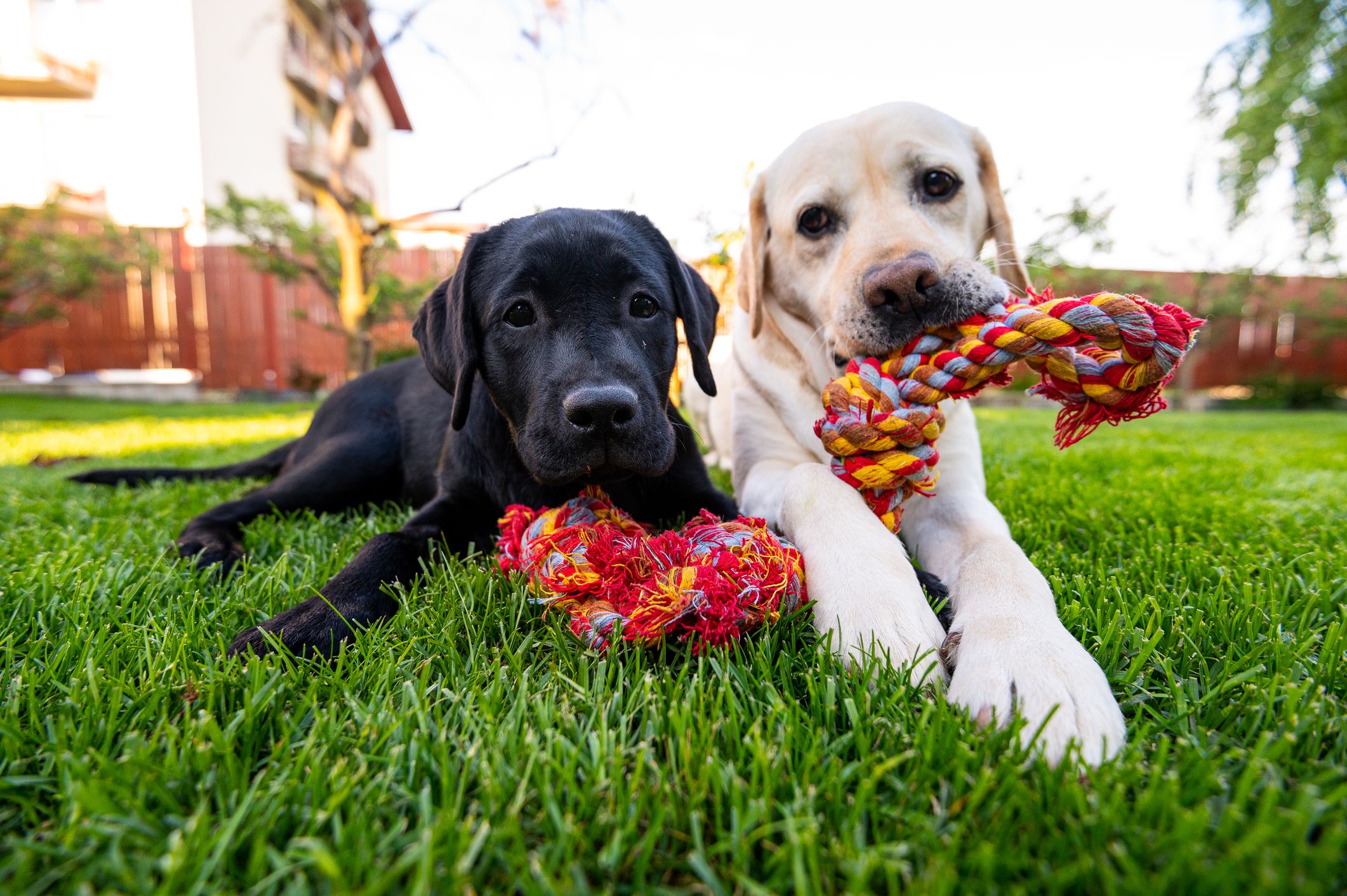 Show the love for your dog in the kitchen with these dog-themed