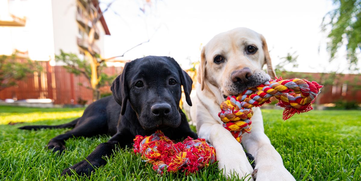 13 Fun Games Kids Can Play with Their Dogs