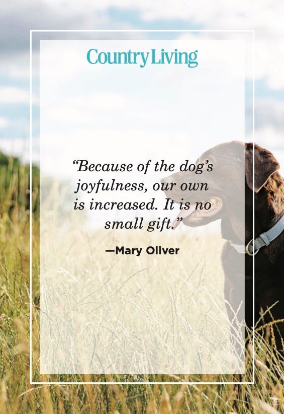 dog quotes mary oliver