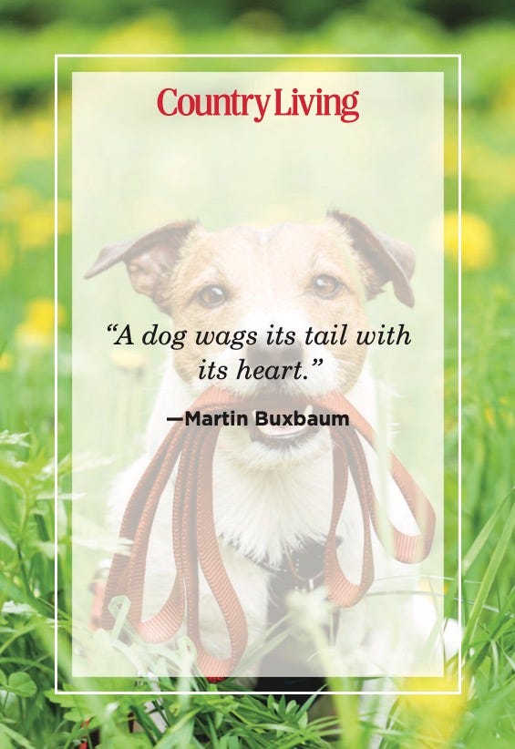 dog quotes martin buxbaum